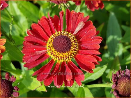 Helenium &#39;Ranchera&#39;