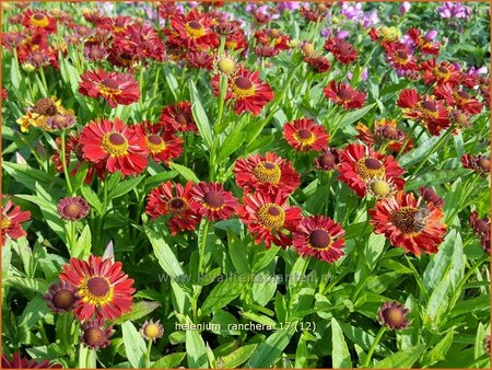 Helenium &#39;Ranchera&#39;