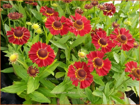 Helenium &#39;Salsa&#39;