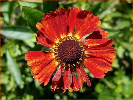 Helenium &#39;Salsa&#39;