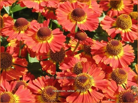 Helenium &#39;Salsa&#39;