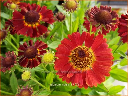 Helenium &#39;Salsa&#39;