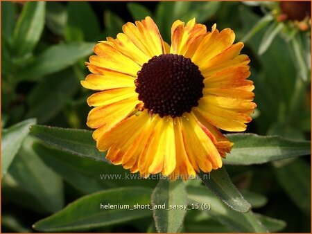 Helenium &#39;Short and Sassy&#39;