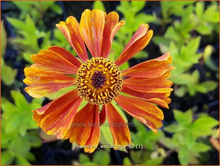 Helenium &#39;Wonadonga&#39;