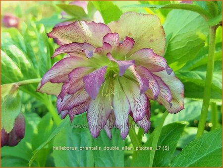 Helleborus orientalis &#39;Double Ellen Picotee&#39;