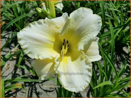 Hemerocallis 'Arctic Snow'