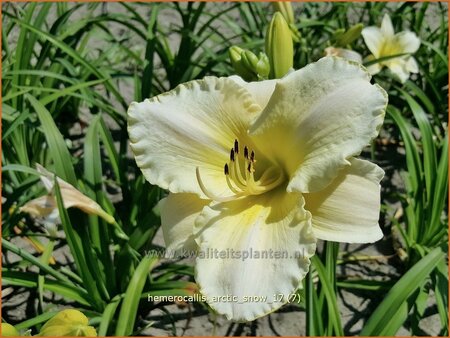 Hemerocallis 'Arctic Snow'