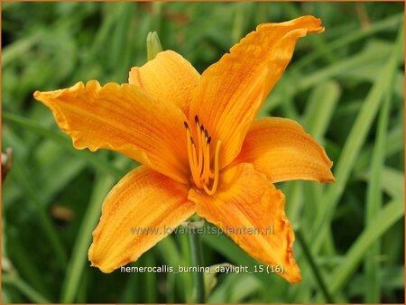 Hemerocallis 'Burning Daylight'