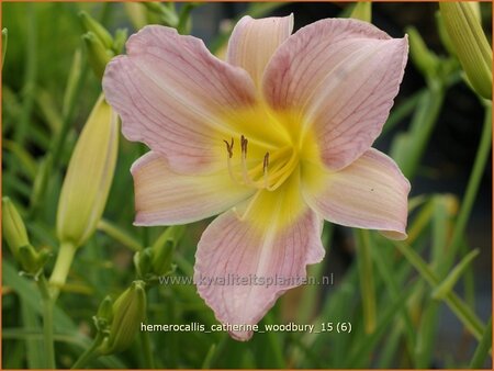 Hemerocallis &#39;Catherine Woodbury&#39;