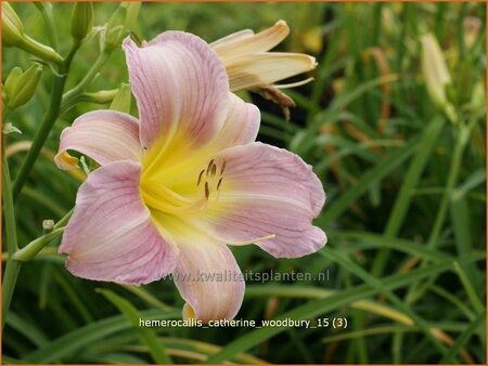 Hemerocallis &#39;Catherine Woodbury&#39;