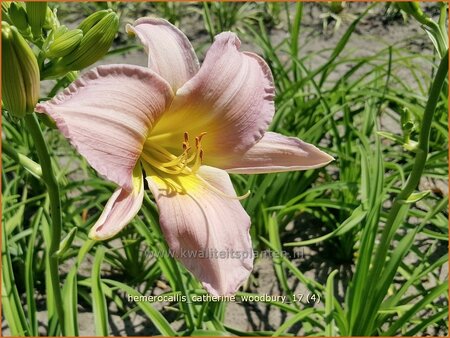 Hemerocallis &#39;Catherine Woodbury&#39;