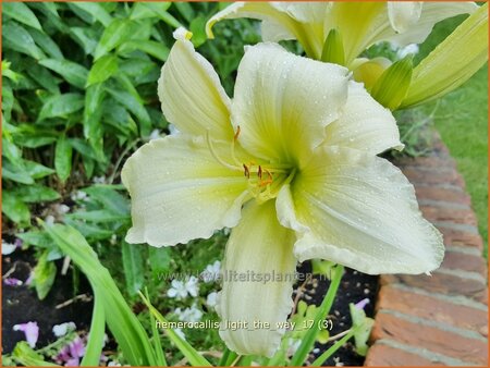 Hemerocallis &#39;Light The Way&#39;