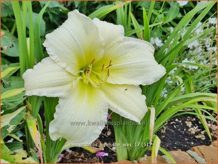 Hemerocallis &#39;Light The Way&#39;