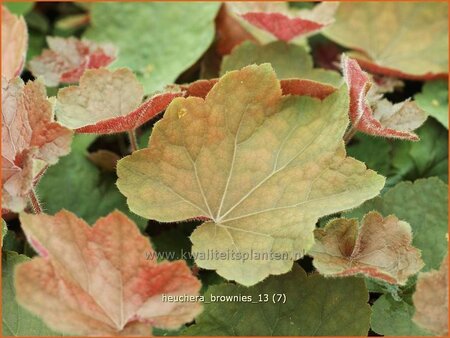 Heuchera &#39;Brownies&#39;