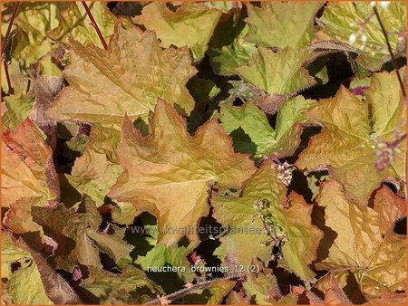 Heuchera &#39;Brownies&#39;