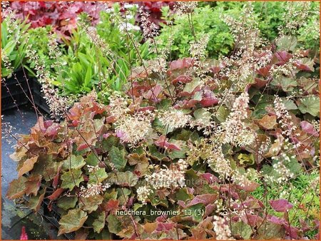 Heuchera &#39;Brownies&#39;