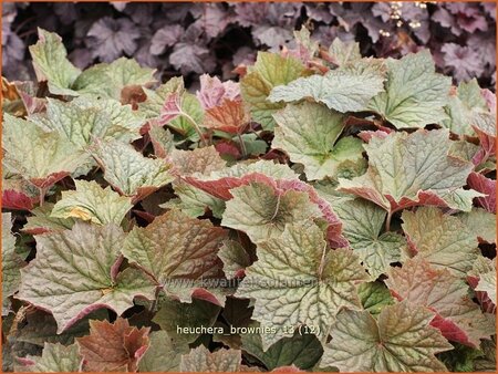 Heuchera 'Brownies'