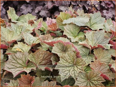 Heuchera &#39;Brownies&#39;