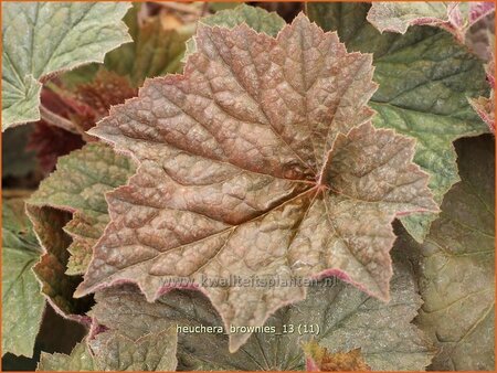 Heuchera 'Brownies'
