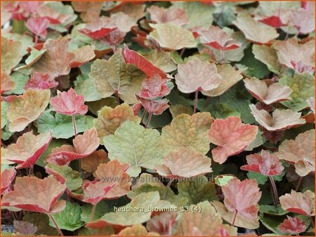 Heuchera 'Brownies'