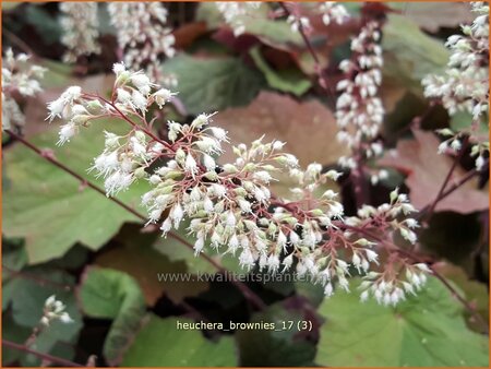 Heuchera 'Brownies'