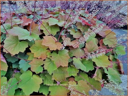 Heuchera 'Brownies'