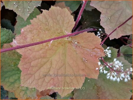 Heuchera &#39;Brownies&#39;