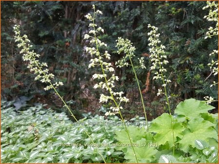 Heuchera villosa var. macrorrhiza