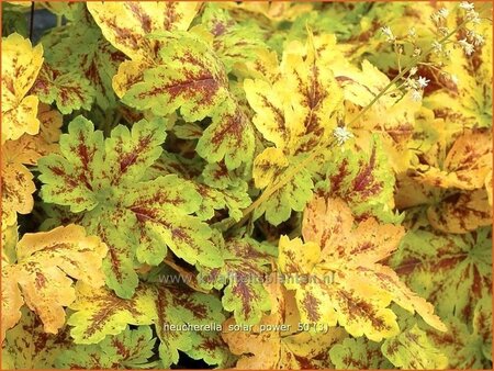 Heucherella &#39;Solar Power&#39;