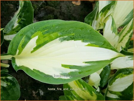 Hosta 'Fire and Ice'