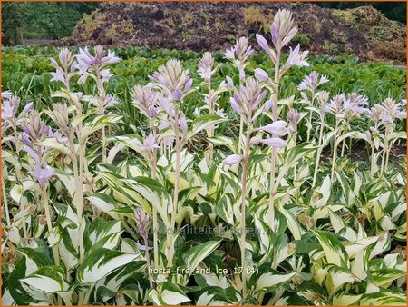 Hosta 'Fire and Ice'