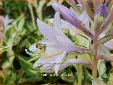 Hosta 'Fire and Ice'