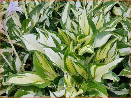 Hosta 'Fire and Ice'