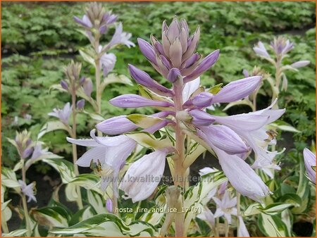 Hosta 'Fire and Ice'