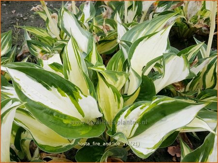Hosta 'Fire and Ice'