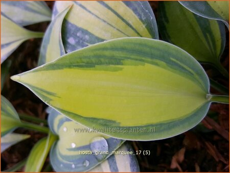 Hosta &#39;Grand Marquee&#39;