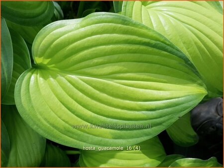 Hosta 'Guacamole'
