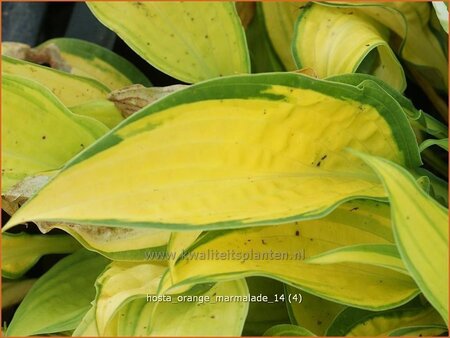 Hosta 'Orange Marmalade'