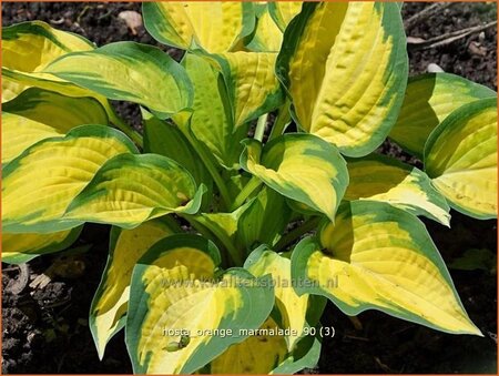Hosta 'Orange Marmalade'