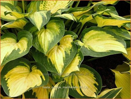 Hosta 'Orange Marmalade'