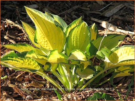 Hosta 'Orange Marmalade'