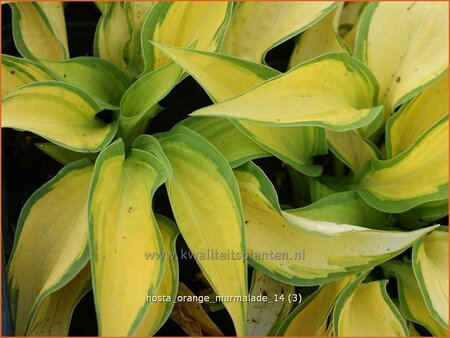 Hosta 'Orange Marmalade'