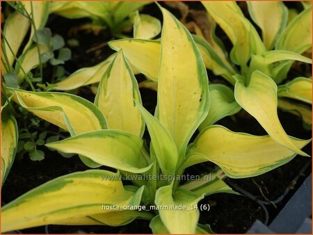 Hosta 'Orange Marmalade'