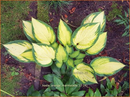 Hosta 'Orange Marmalade'