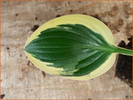 Hosta &#39;Queen Josephine&#39;