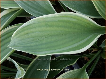 Hosta &#39;Regal Splendor&#39;