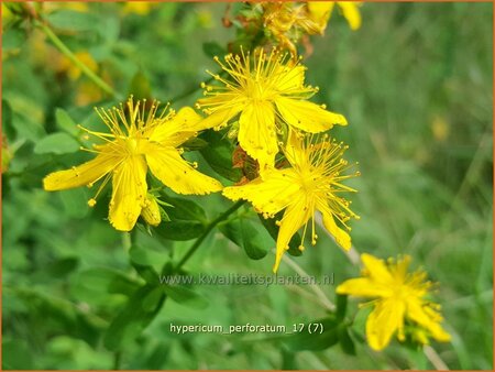 Hypericum perforatum