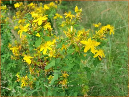 Hypericum perforatum