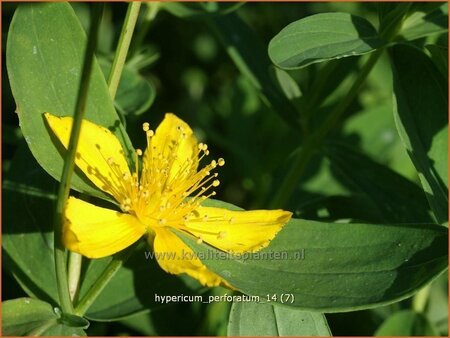 Hypericum perforatum