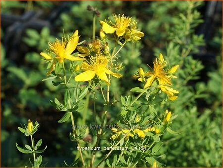 Hypericum perforatum